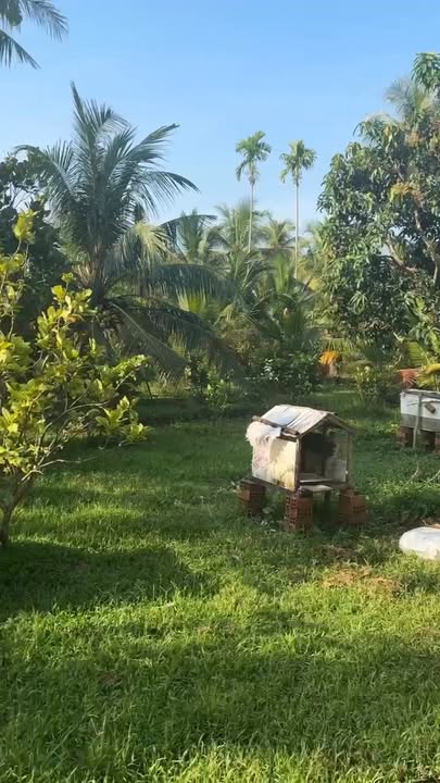 Đất nền Châu Thành Bến Tre 1100m² - Giá đầu tư tốt!