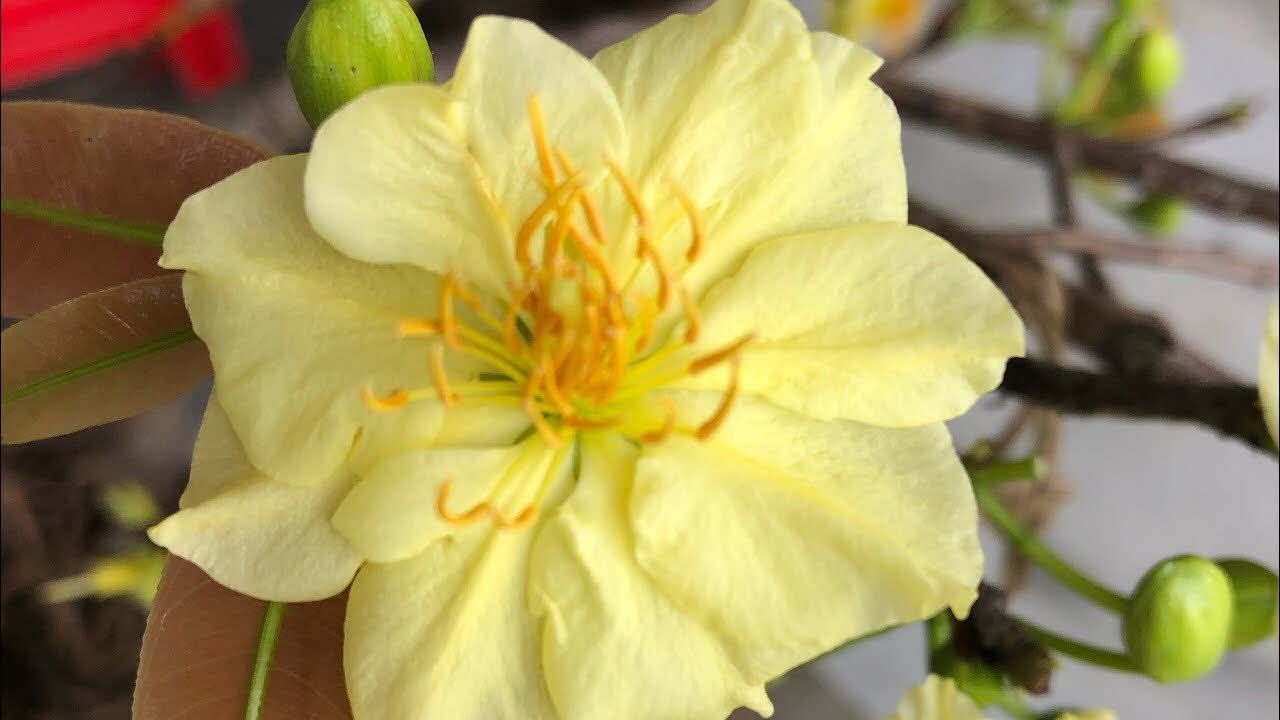 Nhà riêng An Nhơn 153m² giá 6 tỷ - Giá tốt hiếm có, đang cho thuê!