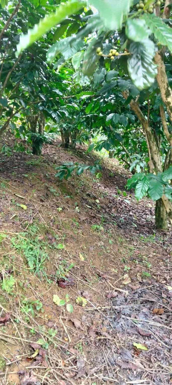 Bán Đất Vườn 21600m² Xã Lộc Châu, Bảo Lộc - Sẵn Sổ, Suối Đá & Ao Tự Nhiên