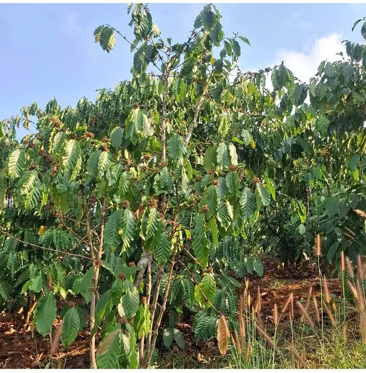 Đất Vườn Cà Phê 1ha Lộc Bắc, Bảo Lâm - Giá Đầu Năm 2.86 Tỷ, Thu Mạnh