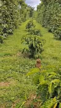 Đất nền Hòa Nam Di Linh 1692m² giá 2.5 tỷ - Sổ đỏ chính chủ!