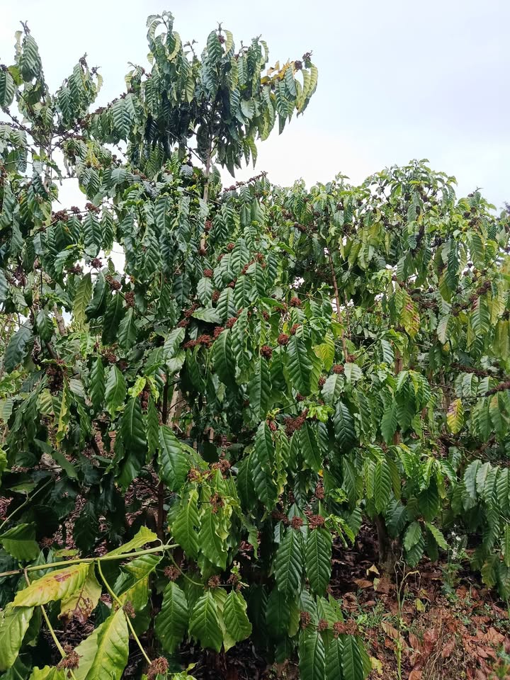 Đất vườn Nao Quang Bảo Lâm 1.7ha giá 5 tỷ - Nghỉ dưỡng lý tưởng!