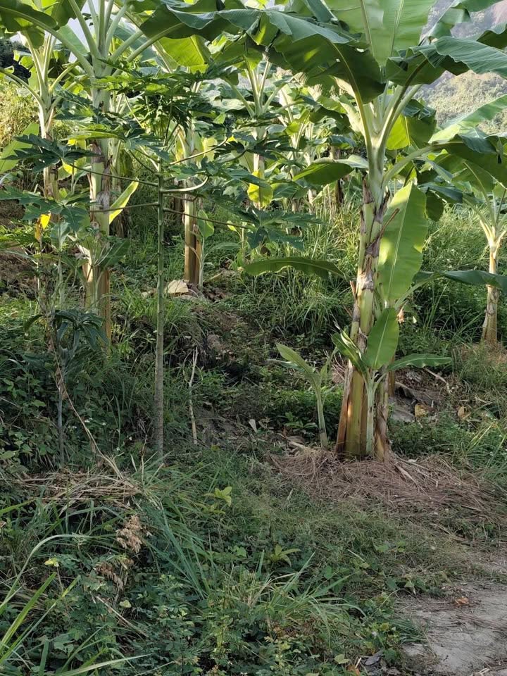 Farm 1200m² Xã Diên Điền, Khánh Hòa - Giá 595 Triệu, Sẵn Sàng Làm Farm Nhà Vườn