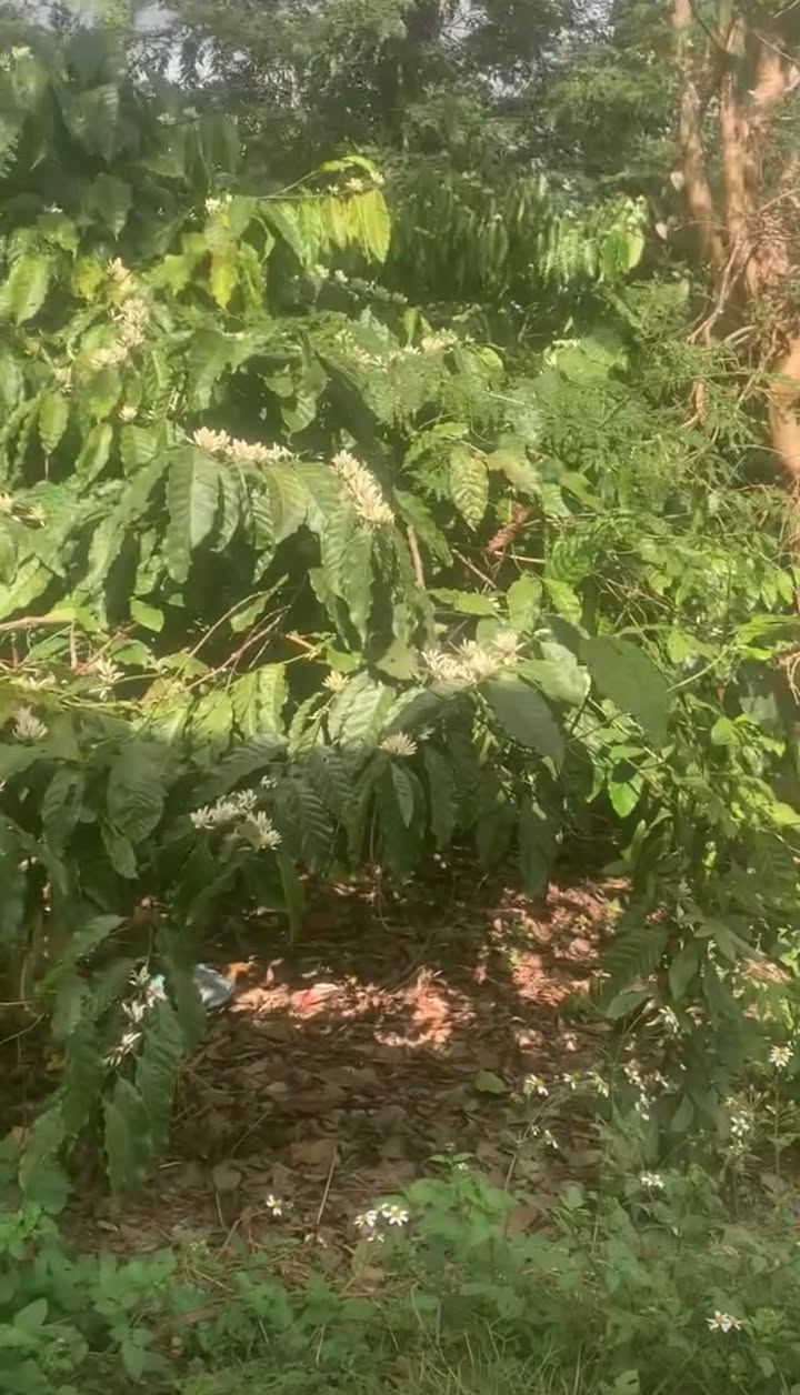 Đất nền Cư Huê, Ea Kar 2880m² - Sổ đỏ chính chủ, xây dựng tự do!