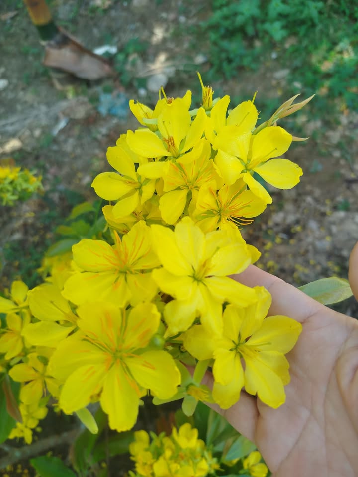 Đất nền Đắk Lắk - Sổ đỏ trao tay, giá chỉ từ 300 triệu