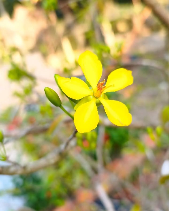 Nhà Mặt Tiền Trung Tâm Quảng Ngãi 106m² - Kinh Doanh & An Cư Tuyệt Vời