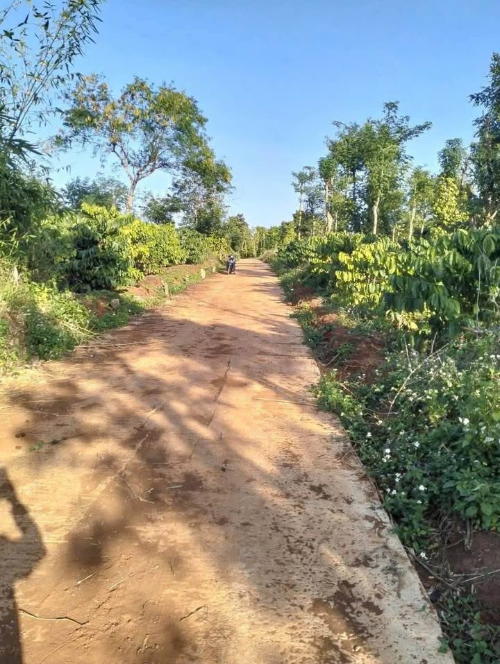 Bán Đất Vườn 2294m² Đắk Lắk - Sổ Đỏ, Giá 1.05 Tỷ