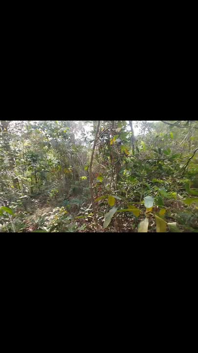 Đất nền Đạ Tông, Đam Rông 2340m² giá 600 triệu - Sổ đỏ chính chủ