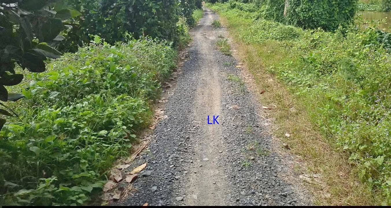 Vườn Sầu Riêng Tân Hội Trung, Cao Lãnh 8000m² – Đầu Tư Dài Hạn!