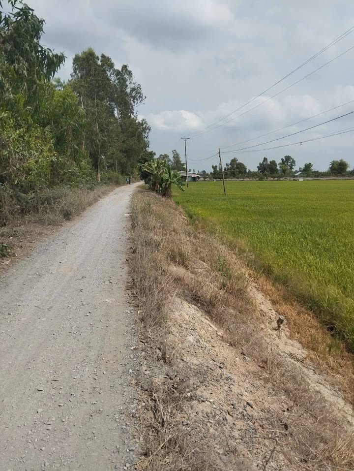 Đất Lúa Cao Lãnh 6300m² - Mặt Tiền Rộng 55m, Giá Đầu Tư 1.76 Tỷ