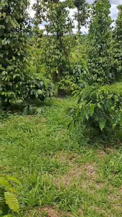 Bán Gấp Farm 4600m² Xã Hòa Nam, Di Linh - Giá 2.5 Tỷ