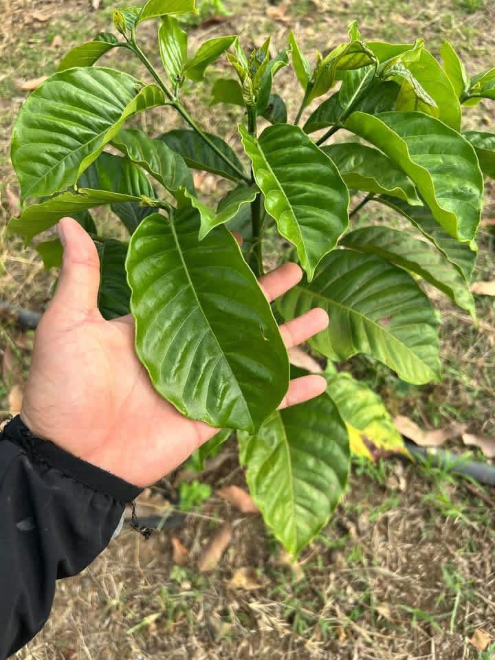 Đất Nền Ea M'DRóh 5.5 Héc-ta Giá 2.7 Tỷ - Tiềm Năng Tăng Giá Vượt Trội!