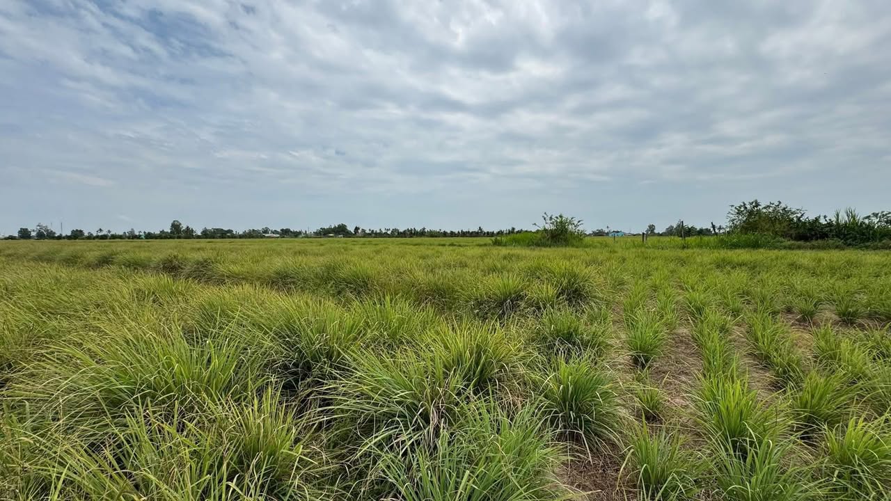 Đất Vườn Tiền Giang 5615m² Sổ Hồng Riêng, Giá 842 Triệu - Sẵn Sàng Sang Tên