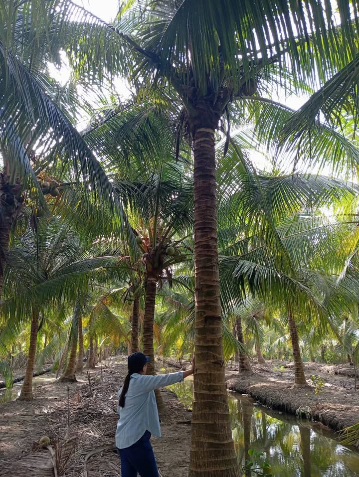 Bán Đất Vĩnh Long 3500m² Mặt Tiền Tỉnh Lộ 911 - Giá 4 Tỷ