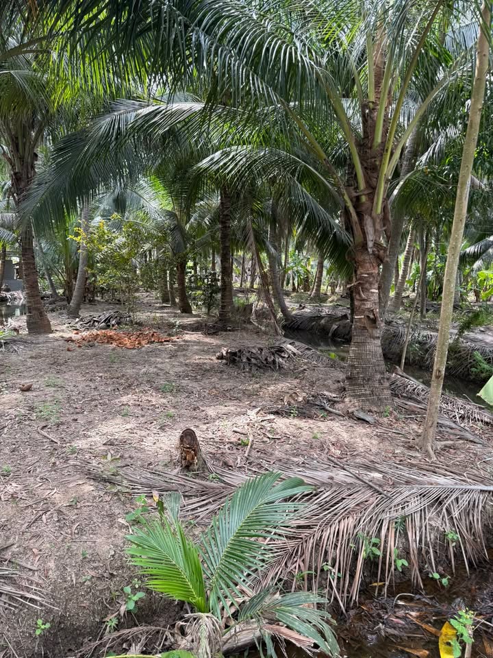 Bán đất mặt tiền Lộ Đan 514m² - Lộc Thuận, Bình Đại, Bến Tre - Giá 450 Triệu