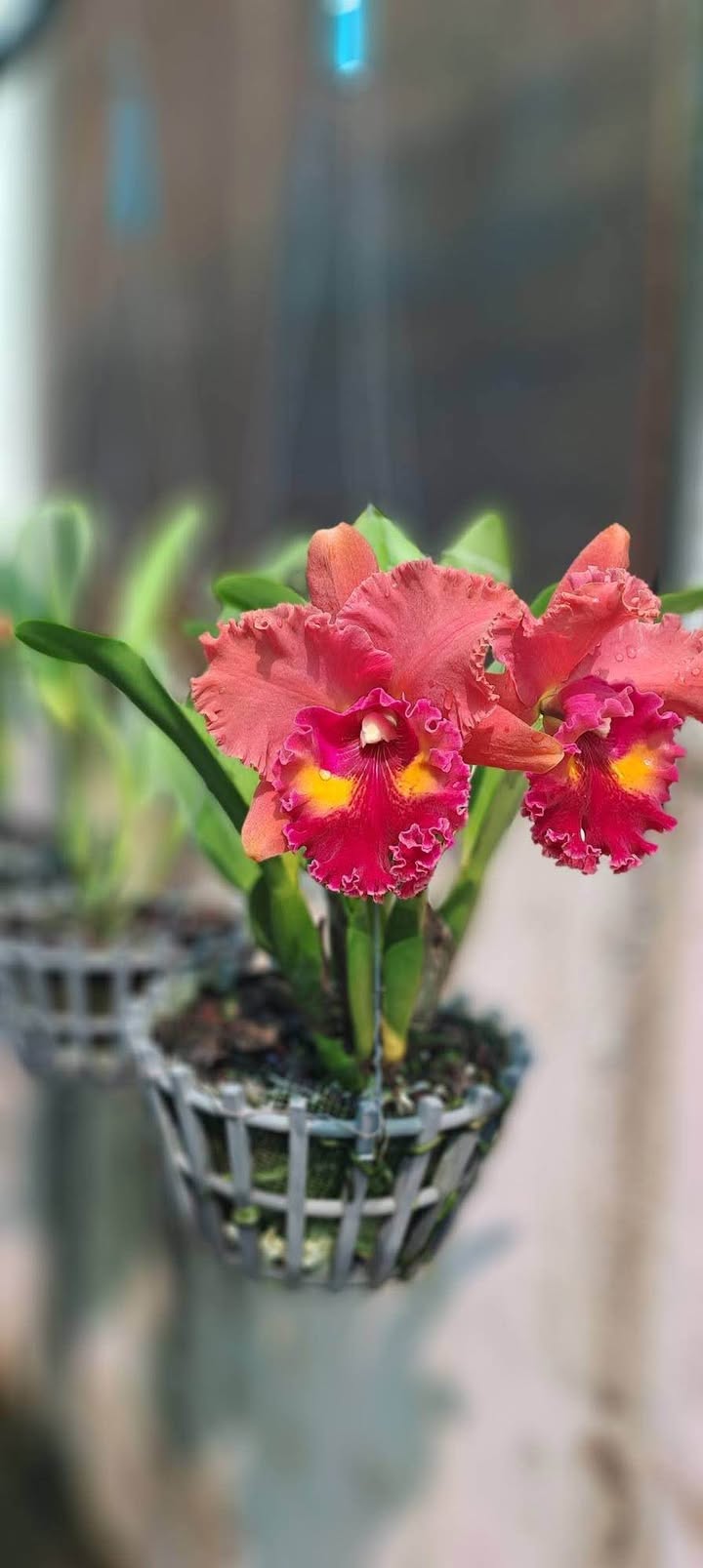 Bán Đất Mặt Phố Lý Bôn 270m² - Vị Trí Vàng Kinh Doanh Đắc Địa