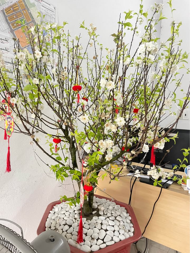 Bán Đất Tặng Nhà C4, 81.2m² Xã Vũ Phúc, TP Thái Bình - Ngõ Ô Tô