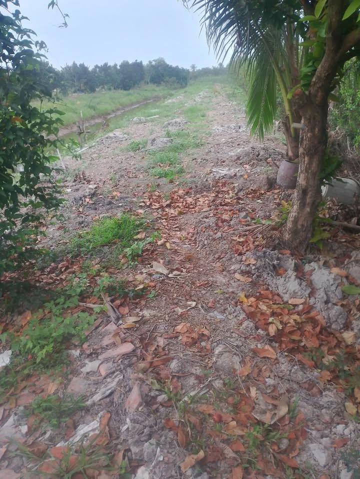 Cho thuê 3000m² đất vườn Mỹ Hiệp, Cao Lãnh - 10 năm, giá tốt