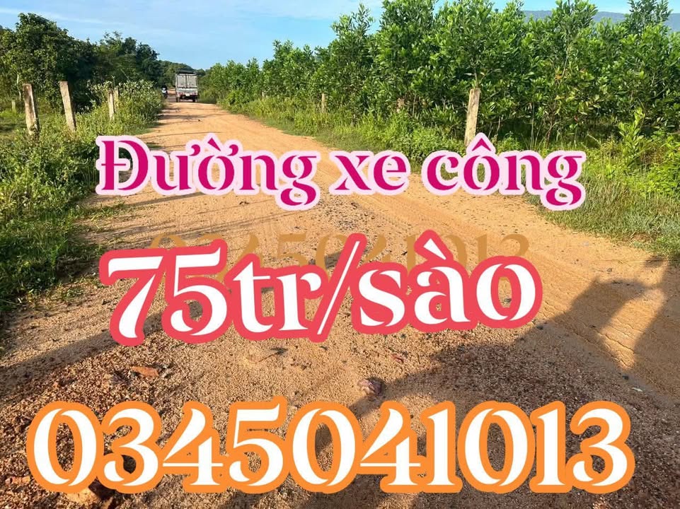 Bán Gấp 3ha Đất Thuận Minh, Phan Thiết - Giá Chỉ 75tr/m²