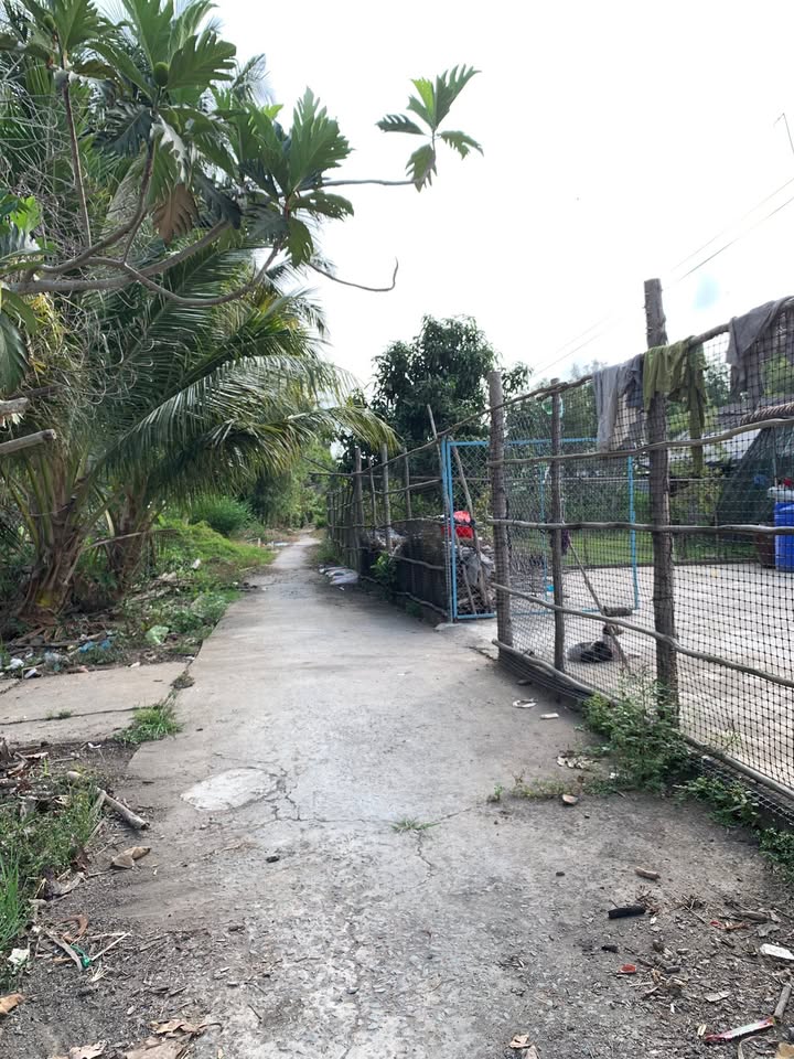 Bán Đất Vườn Long Mỹ Hậu Giang 8990m² - Nghỉ Dưỡng Lý Tưởng!