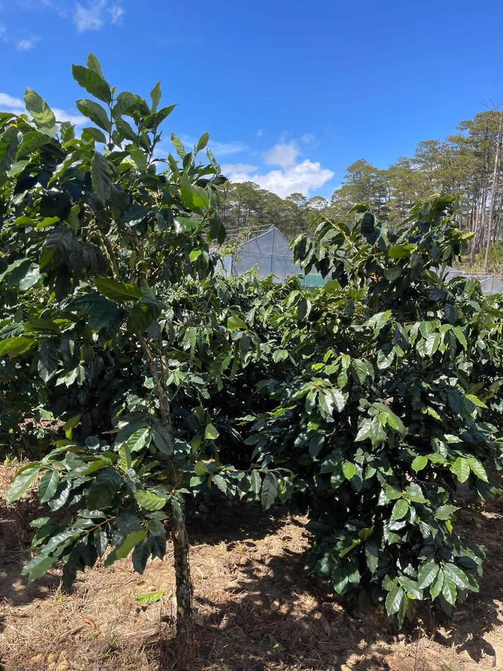 Đất vườn Đạ Nhim 2880m² - Sinh thái xanh, tiềm năng đầu tư!