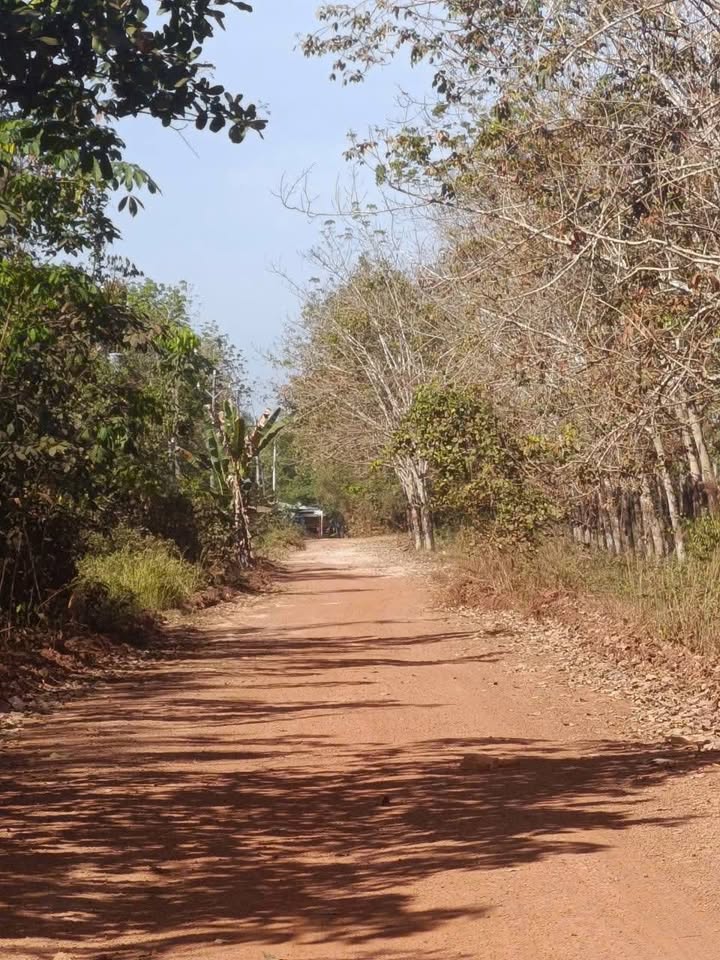 Đất nền Phước Hoà, Phú Giáo 300m² sổ riêng - Giá chỉ 1.2 tỷ