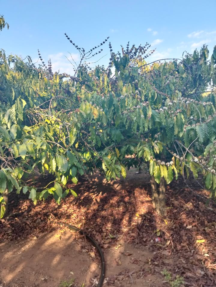 Đất Vườn Xã Ia Bă, Ia Grai 1260m² - Giá Đầu Tư Tốt!