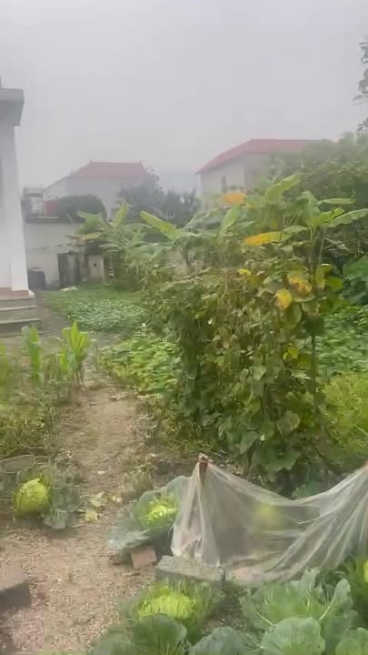 Bán Đất Gia Viễn Ninh Bình 520m² - Có Sẵn Nhà Ở, Giá 1.3 Tỷ