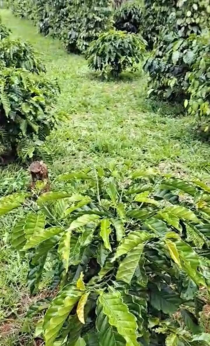 Đất Vườn Hòa Nam Di Linh 4661m² - Nghỉ dưỡng lý tưởng!