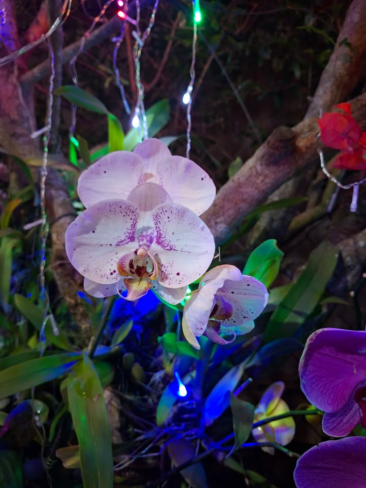 Đất nền Thị trấn Phước An, Krông Pắc 150m² - Sổ đỏ sẵn sàng, giá chỉ 750 triệu