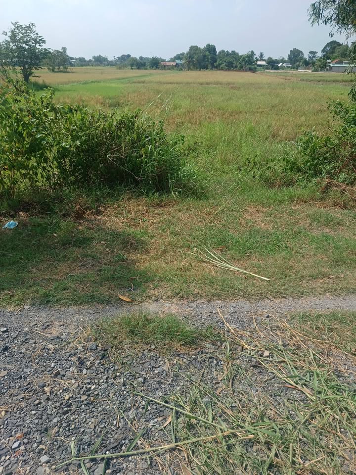 Đất nền Ấp Đức Ngãi 1 Đức Lập 1200m² – Sổ hồng riêng, đường ô tô!