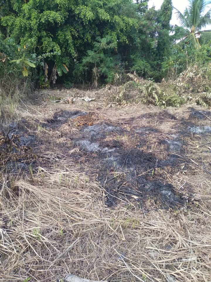 Đất Thổ Cư 75m² Chợ Tân Mỹ, Ba Tri, Bến Tre - Sổ Hồng Sẵn Sàng