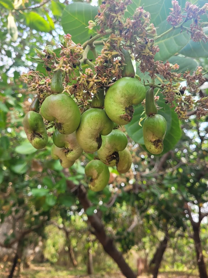 Đất Nền P. Tân Bình, Đồng Xoài - 233m² - Sổ TC 50% - Giá 1.35 Tỷ