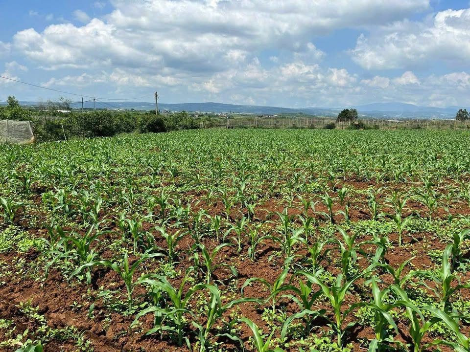 Đất nền N'Thol Hạ, Đức Trọng 3900m² - Sổ đỏ chính chủ, tiềm năng sinh lời!