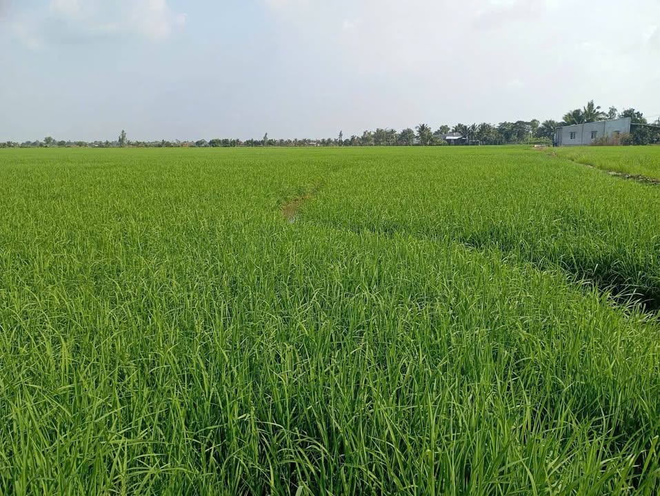 Đất nền Hòn Đất Kiên Giang 3360m² giá 2 tỷ - Sổ đỏ chính chủ