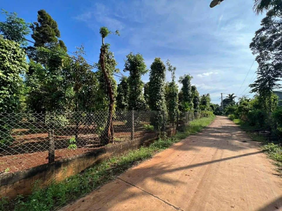 Đất nền Thôn 24, Cư Kuin 180m² - Sổ đỏ chính chủ, giá chỉ 315 triệu