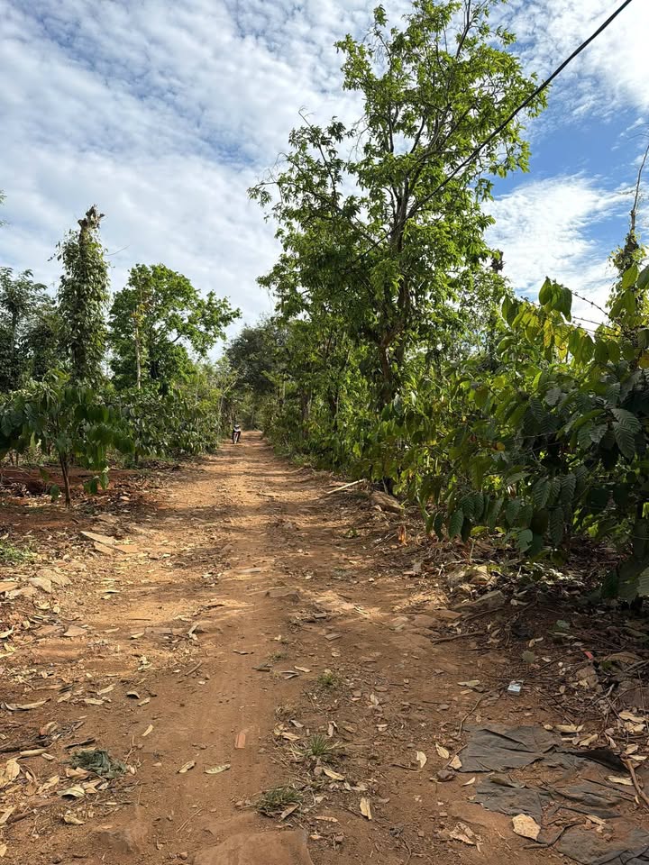 Đất nền Y Moan Buôn Ma Thuột 500m² - Sổ đỏ chính chủ!