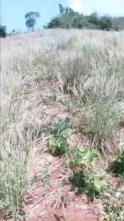 Bán Gấp Farm 10.000m² Đắk Blô, Kon Tum - 450 Triệu - Tiềm Năng Lớn