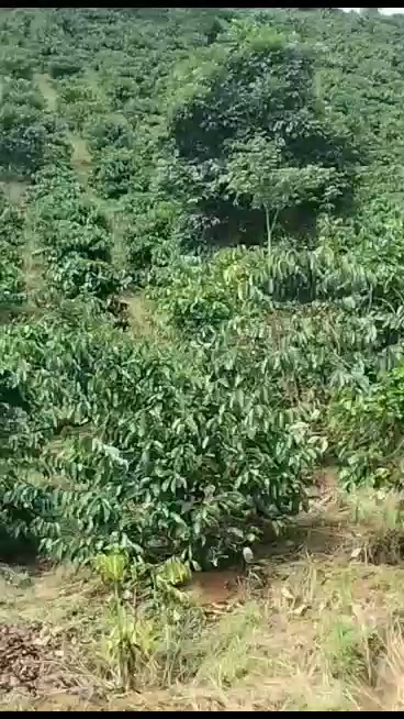 Bán Đất Vườn Đắk Nông 11.000m² - Sổ Đỏ Rõ Ràng, Giá Đầu Tư 1.05 Tỷ