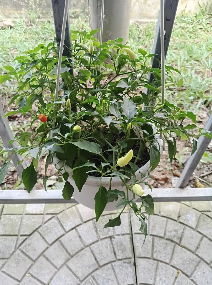 Đất Nền Thị An - Hội An 175m² Sổ Đỏ Thổ Cư, Giá 3.75 Tỷ