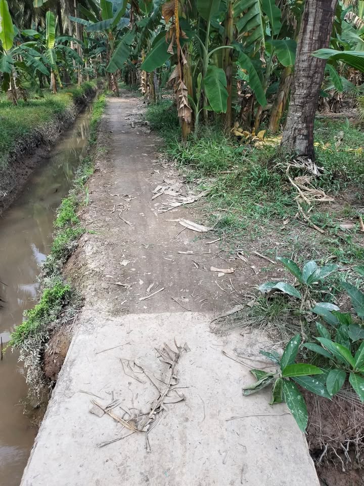 Đất Vườn Châu Hòa Bến Tre 6577m² - Thu Hoạch Ngay, Sổ Hồng!