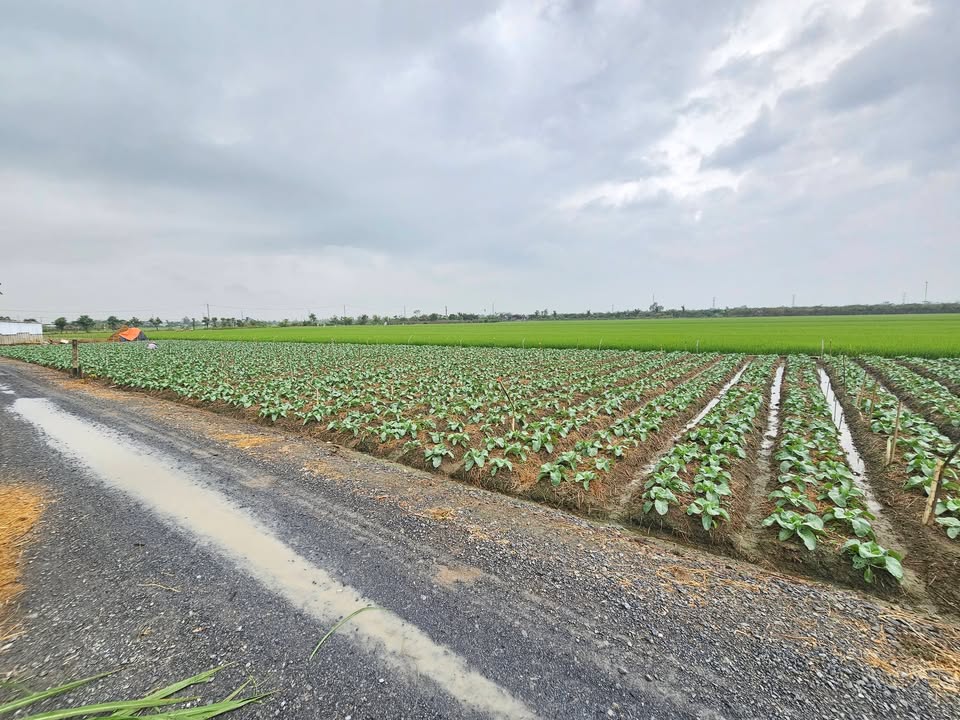 Bán Đất Vườn 1467m² Mặt Tiền Rộng 72m - Gò Công Tây, Tiền Giang - Chỉ 1.2 Tỷ