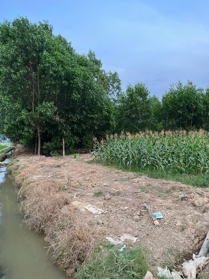 Bán Đất Vườn 18000m² Xã Sùng Nhơn, Đức Linh - Giá Thỏa Thuận