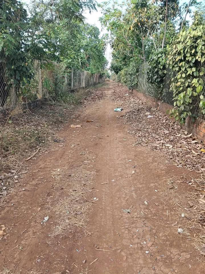 Đất nền 300m² Xã Ea H'đinh, Cư M'gar - Giá chỉ 260 triệu/lô