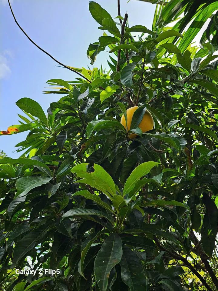 Đất vườn Buôn Ma Thuột 726m² - Sổ đỏ chính chủ, an ninh tốt!