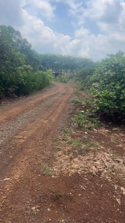 Bán đất 10.000m² Phú Trung, Bình Phước - Đường 12m, Giá 1 Tỷ