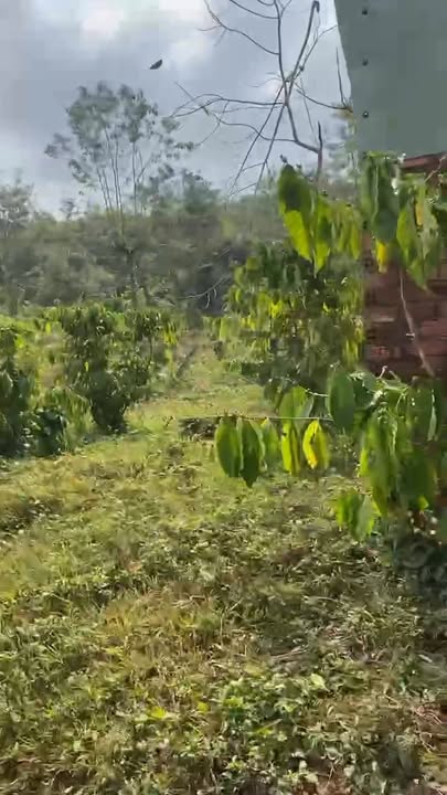 Bán Gấp Đất Vườn 14000m² Xã Phú Sơn, Bình Phước - Giá Đầu Tư 1 Tỷ