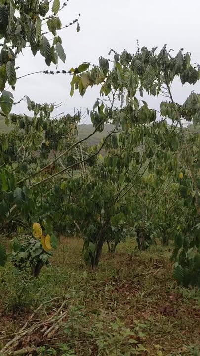 Đất Nền Huyện Cát Tiên, Lâm Đồng 5ha - Sổ Đỏ Chính Chủ, Đường Ô Tô Tận Nơi!