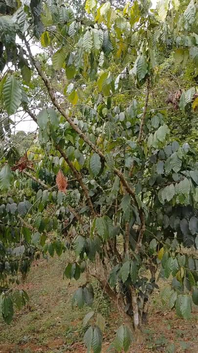 Đất Vườn Lâm Đồng 2628m² Sổ Đỏ - Gần UBND Xã B' Lá, Giá 3 Tỷ