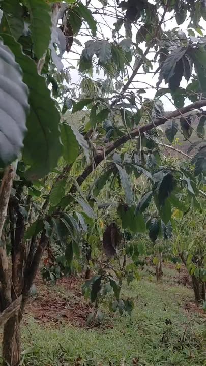 Đất nền B' Lá Bảo Lâm 2880m² giá 3.5 tỷ - Sổ đỏ chính chủ, đường ô tô!